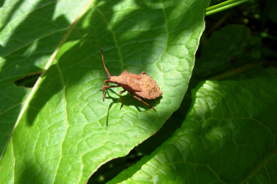 Piccoli Coreidae crescono